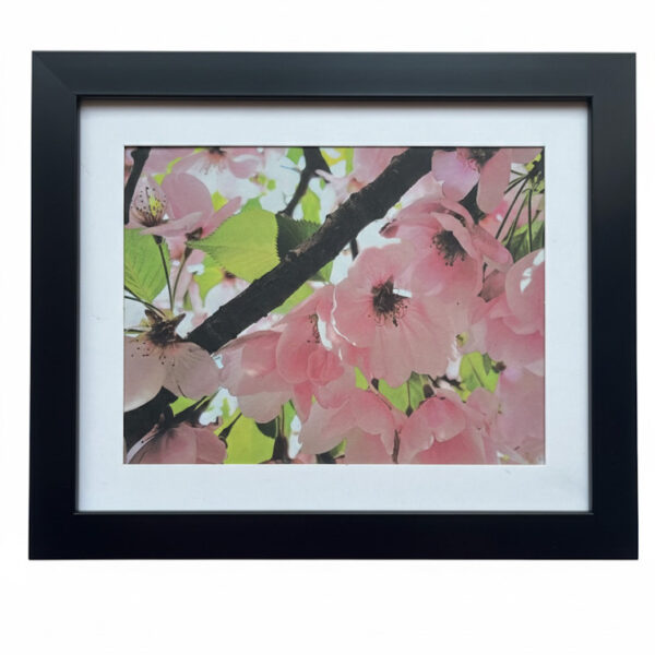 Pink Cherry Blossom Picture