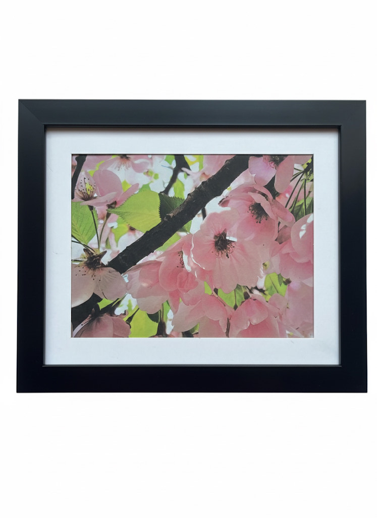 Pink Cherry Blossom Picture