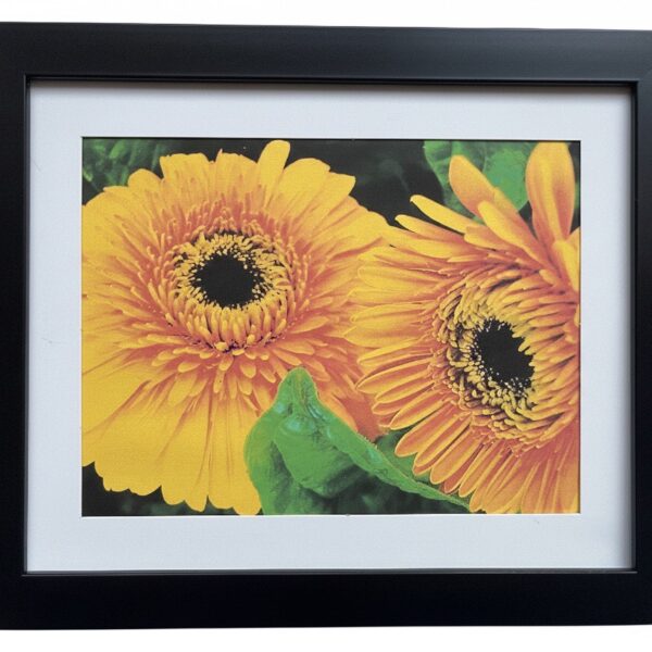 Golden Gerbera