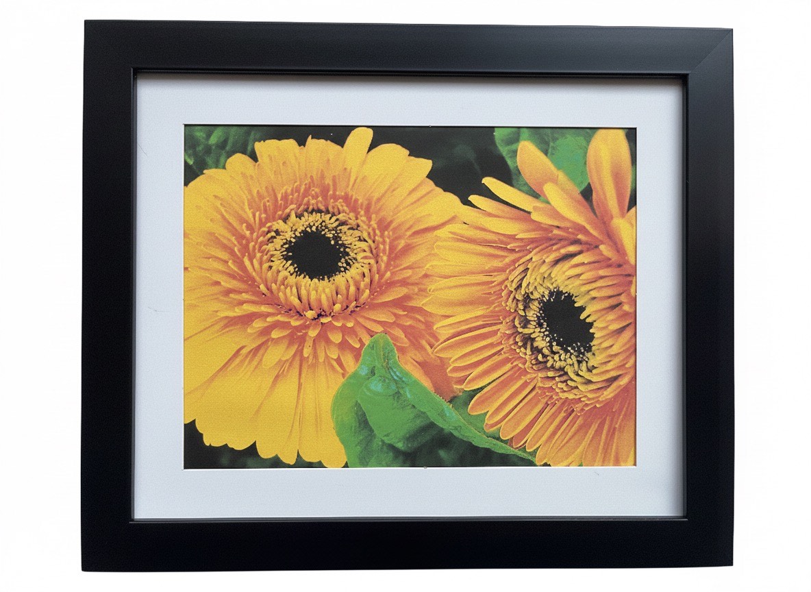 Golden Gerbera