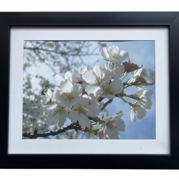 White Cherry Blooom