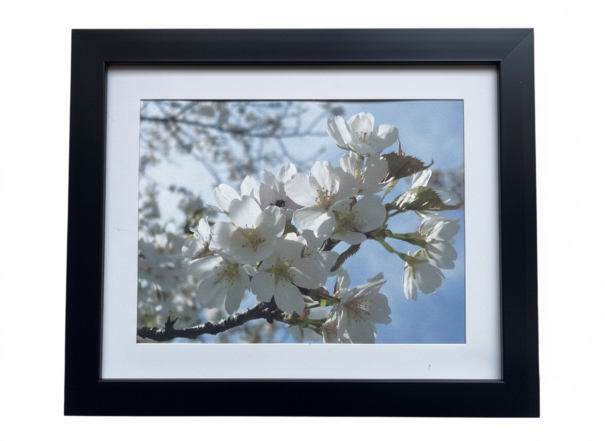 White Cherry Blooom