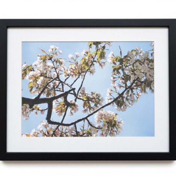 White Cherry Blossom